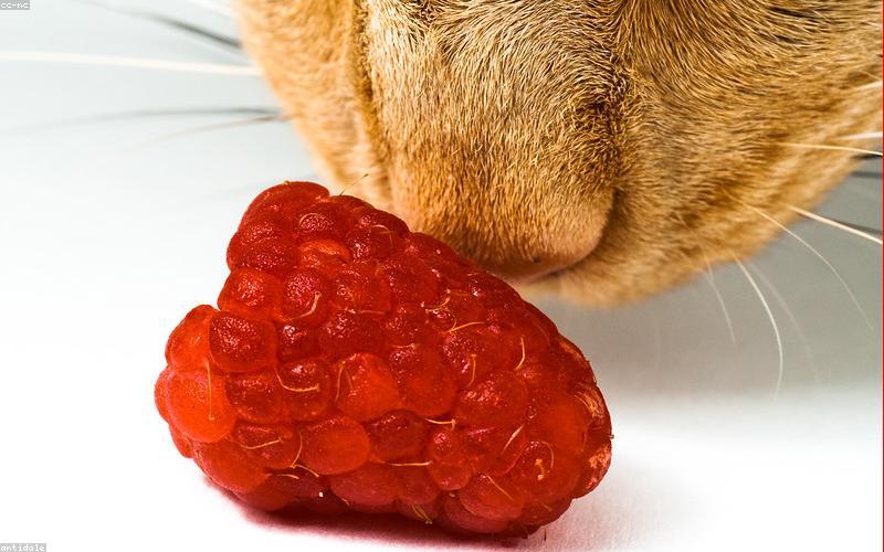 Best Cat Food in 2026: 5 Brands for Health and Nutrition